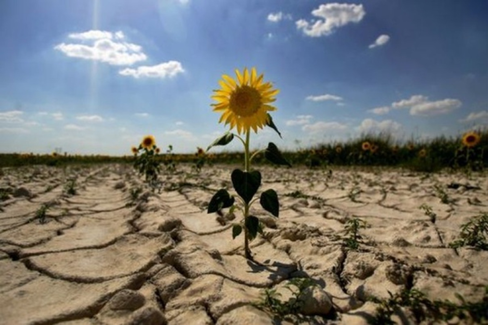 17 июня – Всемирный день борьбы с опустыниванием и засухой