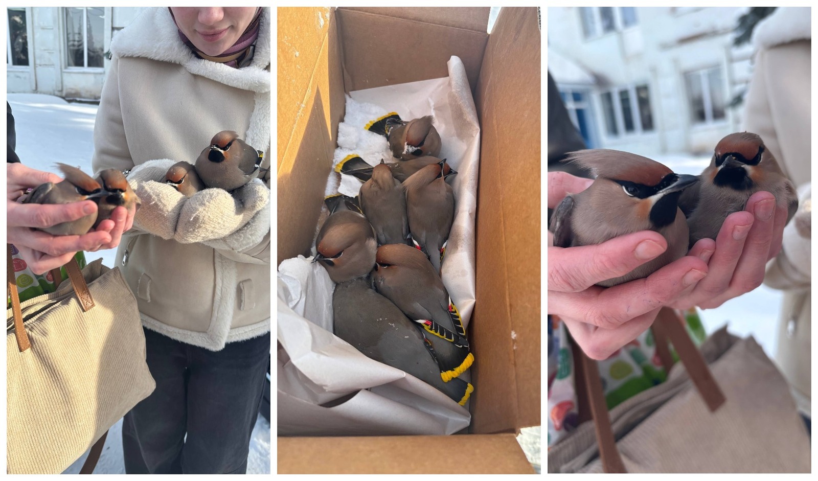 Пришли на помощь необычным «пациентам»