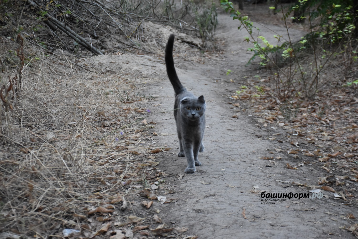 Офицер Ямаха родом из Белебея