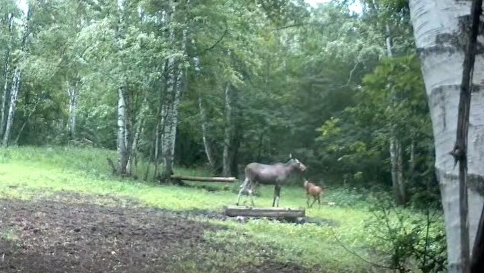 В Белебеевском районе в фотоловушку попали лосиха с лосенком и косуля