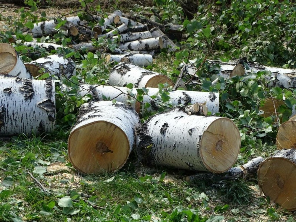 В Белебее незаконно вырубили деревья на 150 тысяч рублей