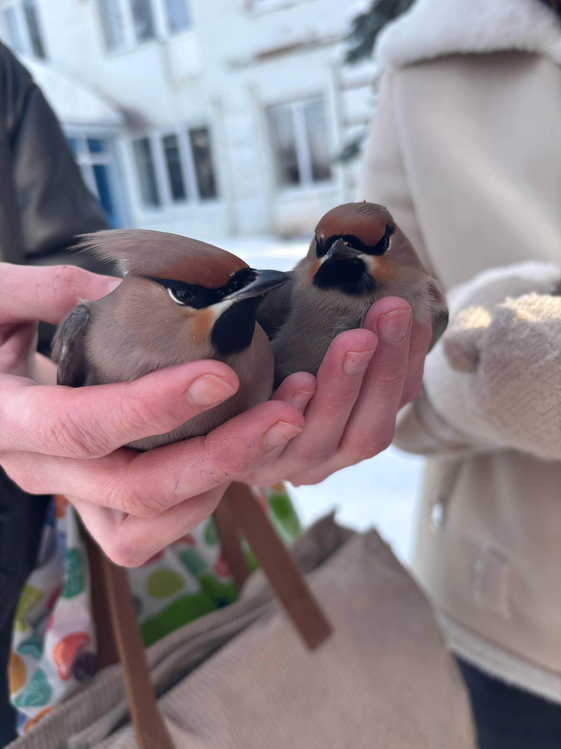 Пришли на помощь необычным «пациентам»