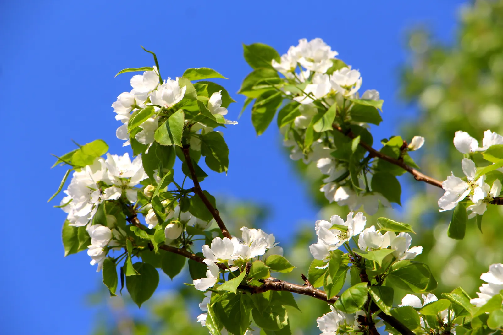 От заморозков до летнего зноя: в Башкирии синоптики дали прогноз на май