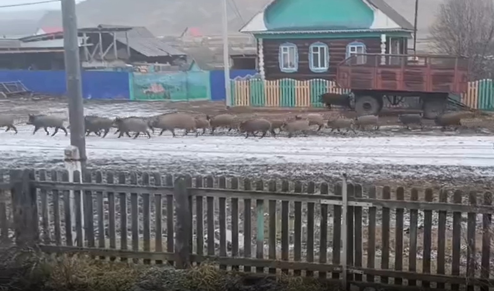 В деревне Башкирии заметили стадо кабанов
