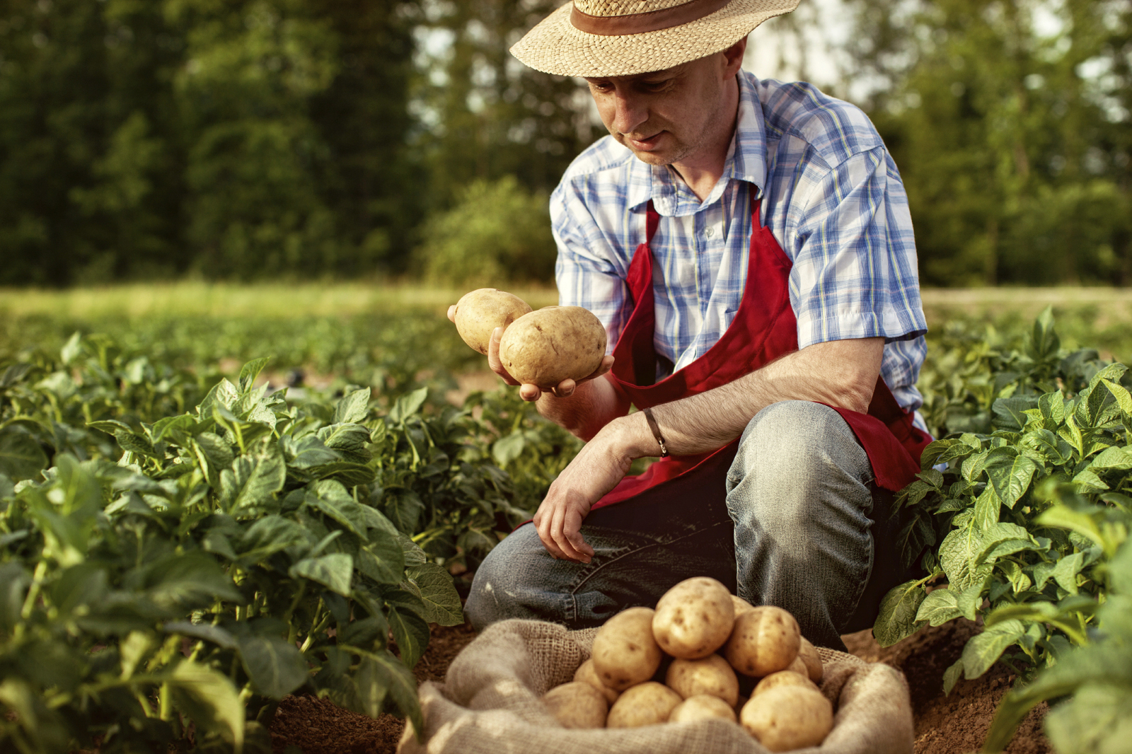 Выращиваете картофель и овощи? Получите поддержку от государства!