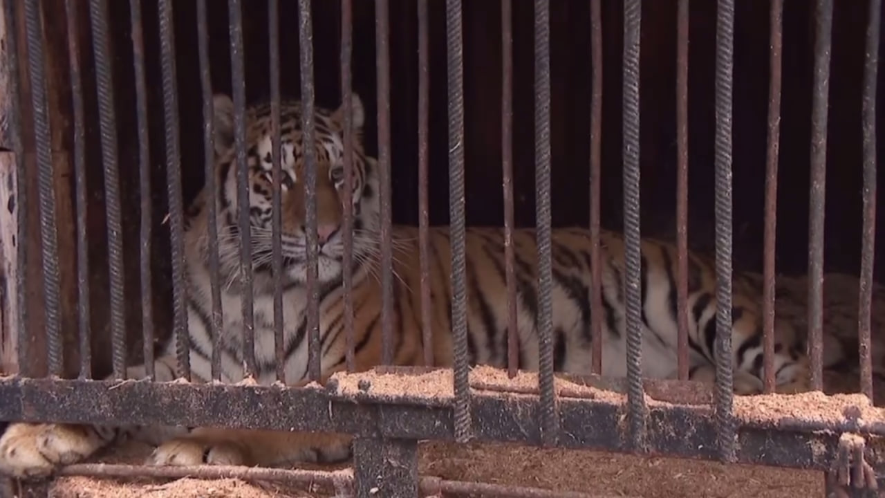 В Башкирии хищники годами живут в заброшенном зоопарке