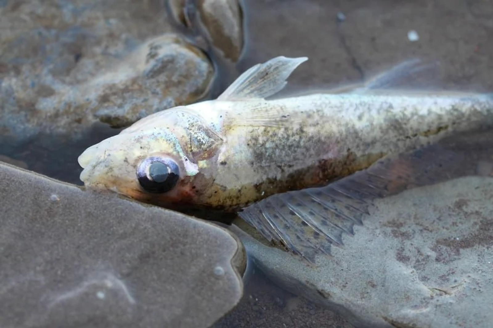 В районе Башкирии возбуждено уголовное дело из-за гибели рыбы от сточных вод