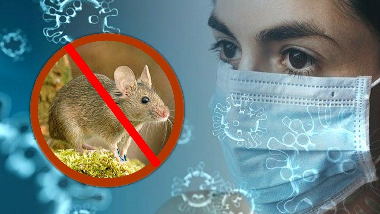Специалисты обнародовали данные по самым пораженным мышиной лихорадкой муниципалитетам Башкирии