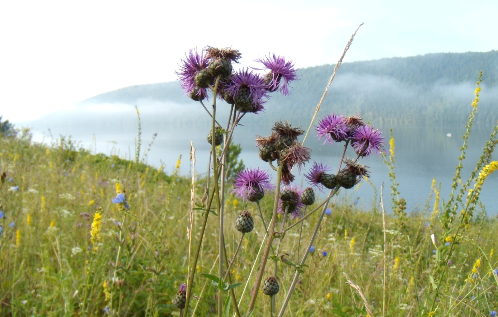 В Башкирии утвердили перечень опасных растений, подлежащих уничтожению