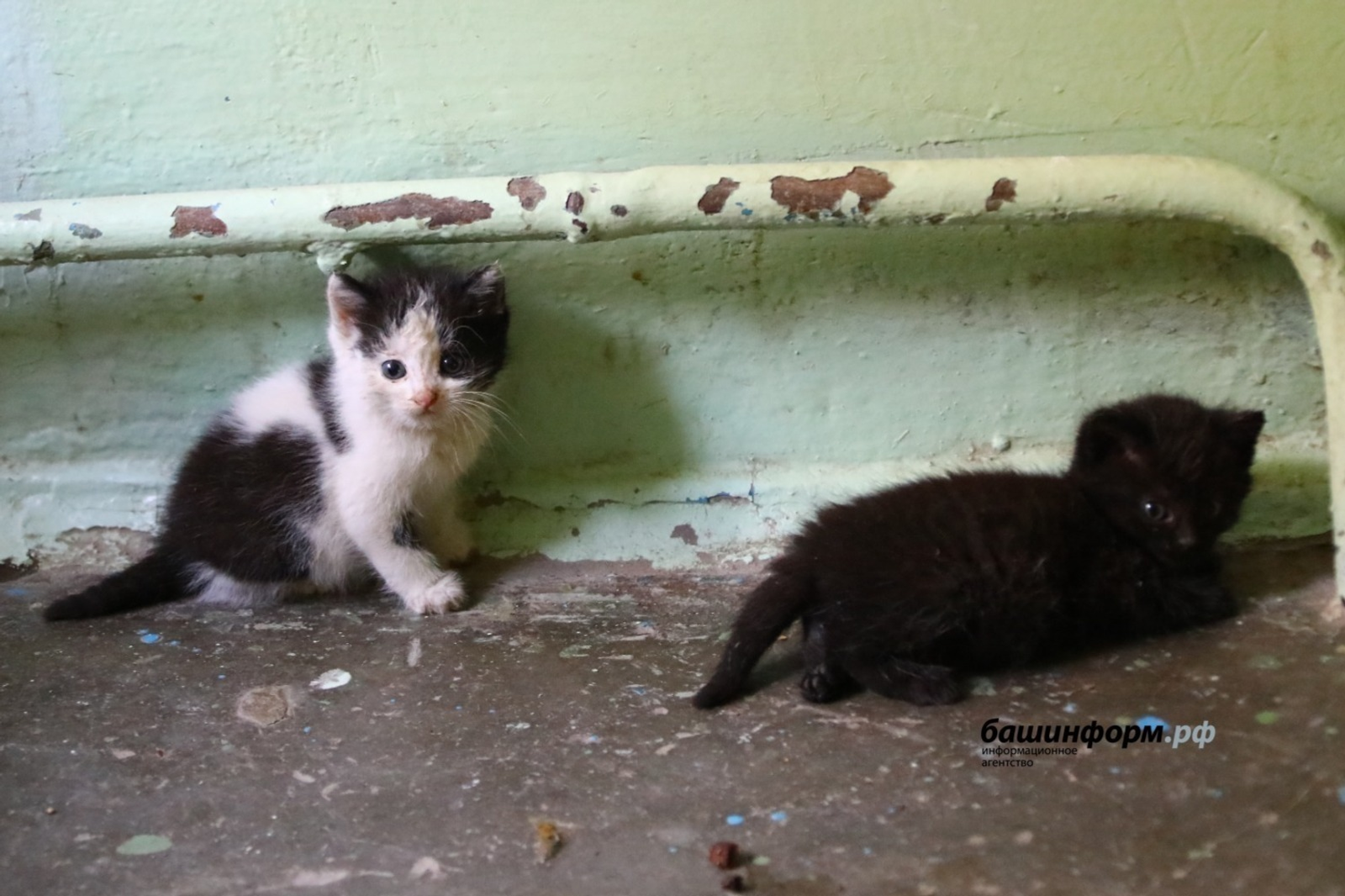 В Башкирии создадут онлайн-платформу для учета домашних животных