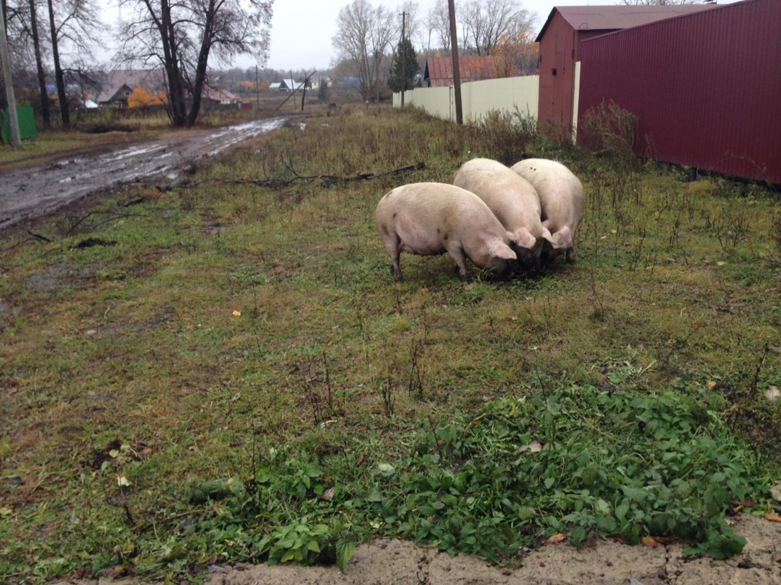 Ветврач из Башкирии отправил свиней назад в будущее